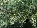 Cupressus arizonica. Ветвь с микростробилами. Зап. Крым, г. Саки, центр города. 29.08.2011.