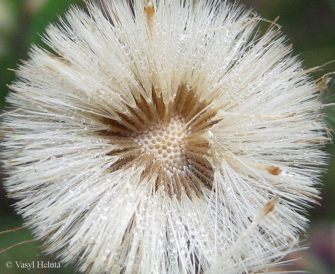 Image of Erigeron acris specimen.