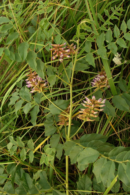 Image of Glycyrrhiza krasnoborovii specimen.