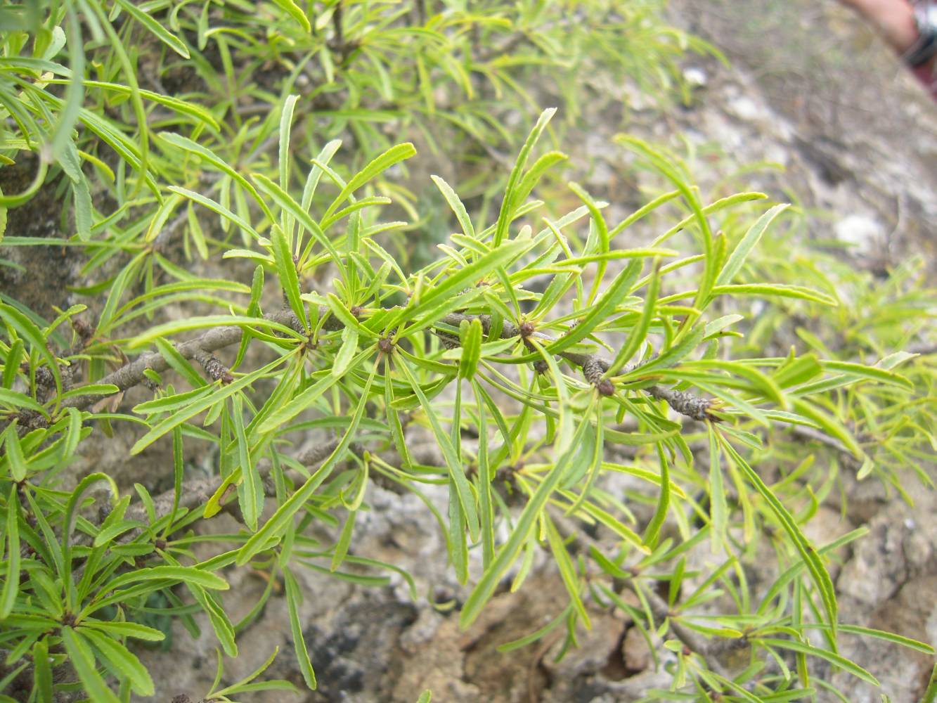 Изображение особи Rhamnus erythroxyloides.