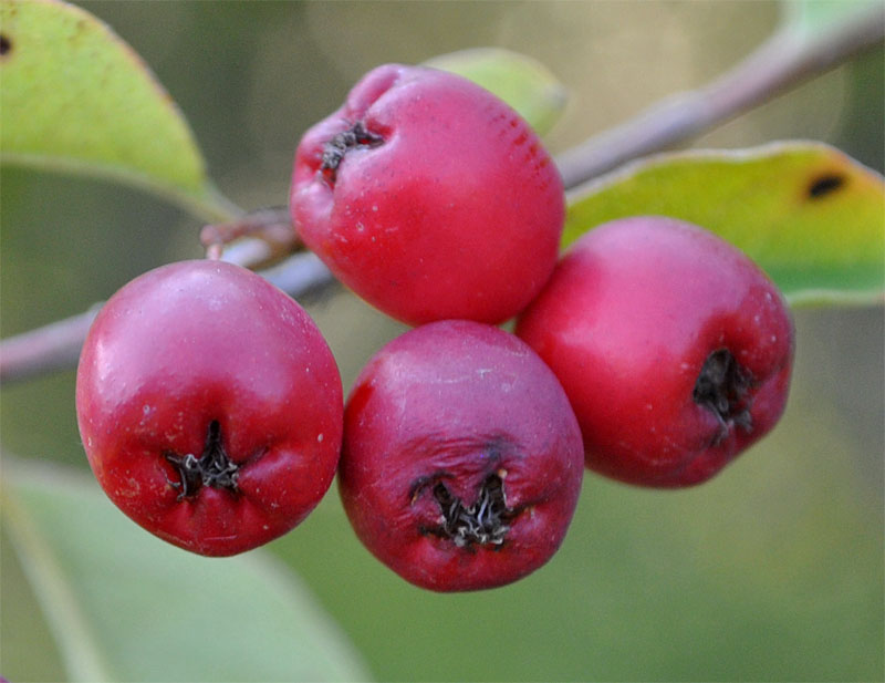 Image of Cotoneaster meyeri specimen.