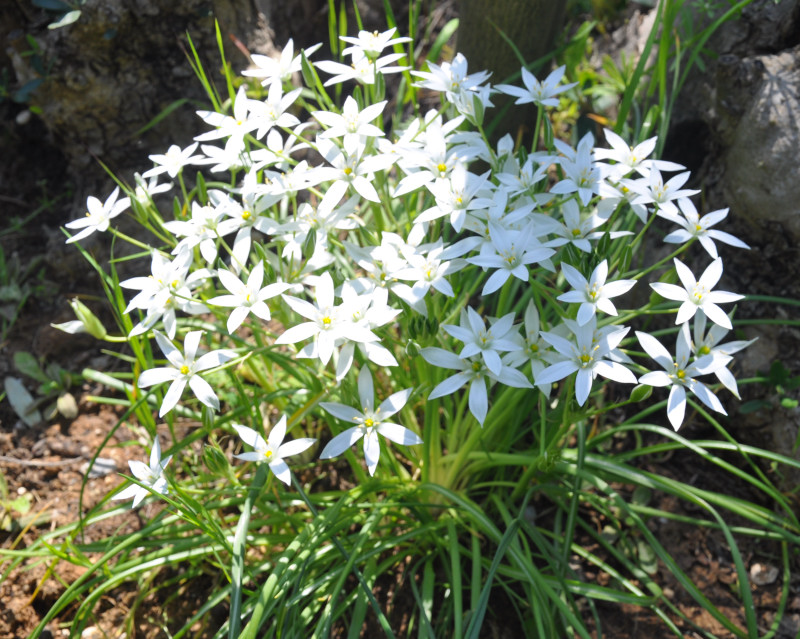 Image of genus Ornithogalum specimen.