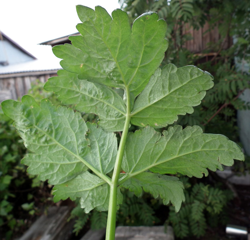 Изображение особи Archangelica officinalis.
