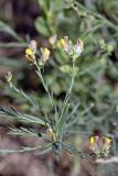 Linaria popovii