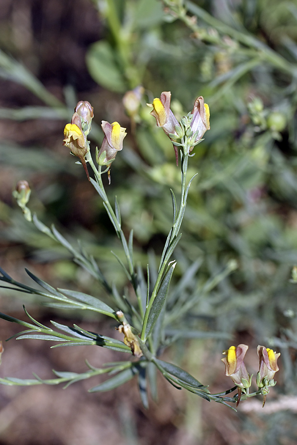 Изображение особи Linaria popovii.