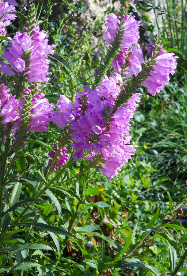 Image of Physostegia virginiana specimen.