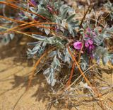 Oxytropis tragacanthoides