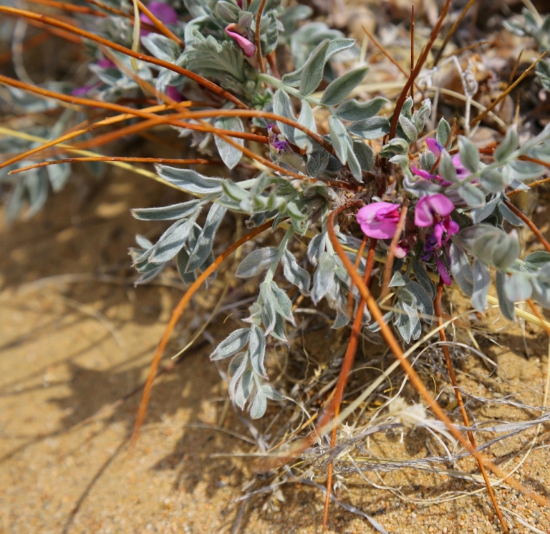 Изображение особи Oxytropis tragacanthoides.