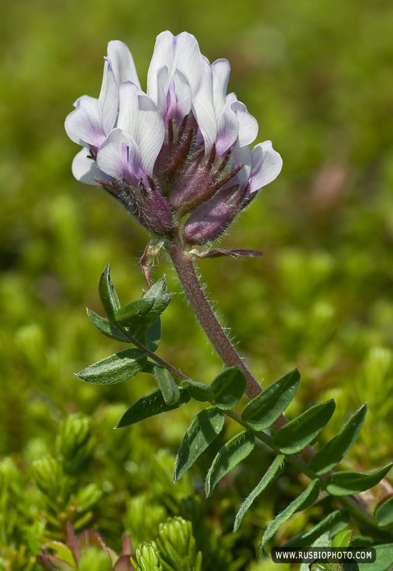 Изображение особи Oxytropis sordida.