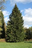 Picea abies. Взрослое дерево. Санкт-Петербург, г. Павловск, парк. 07.10.2012.