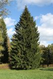 Picea abies. Взрослое дерево. Санкт-Петербург, г. Павловск, парк. 07.10.2012.