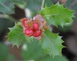 Ilex aquifolium