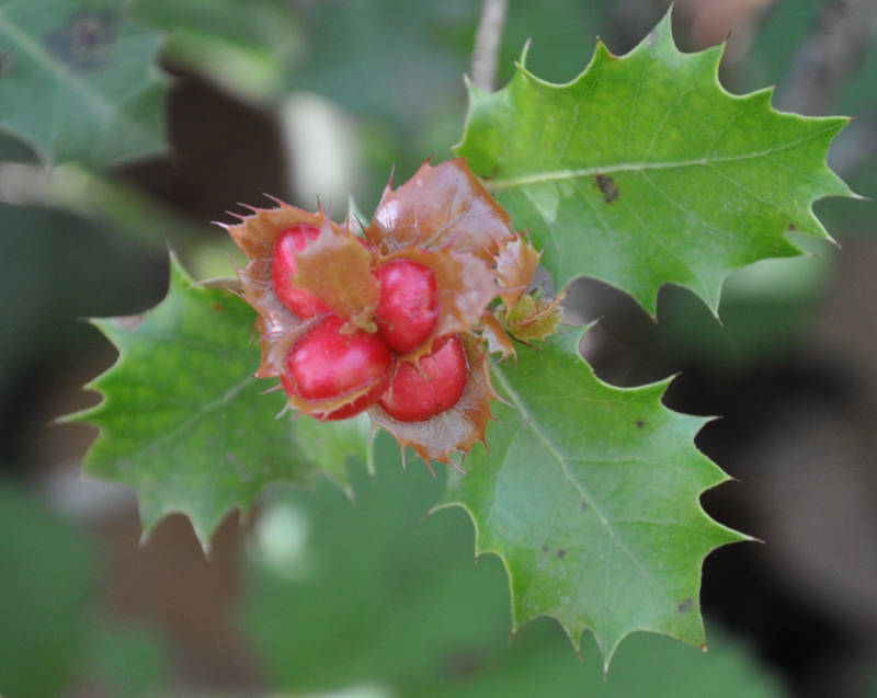 Image of Ilex aquifolium specimen.