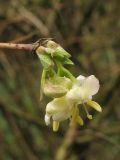 Lonicera &times; purpusii