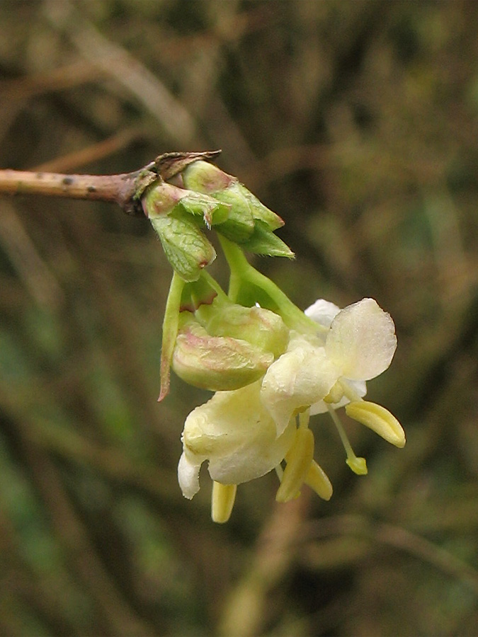 Изображение особи Lonicera &times; purpusii.