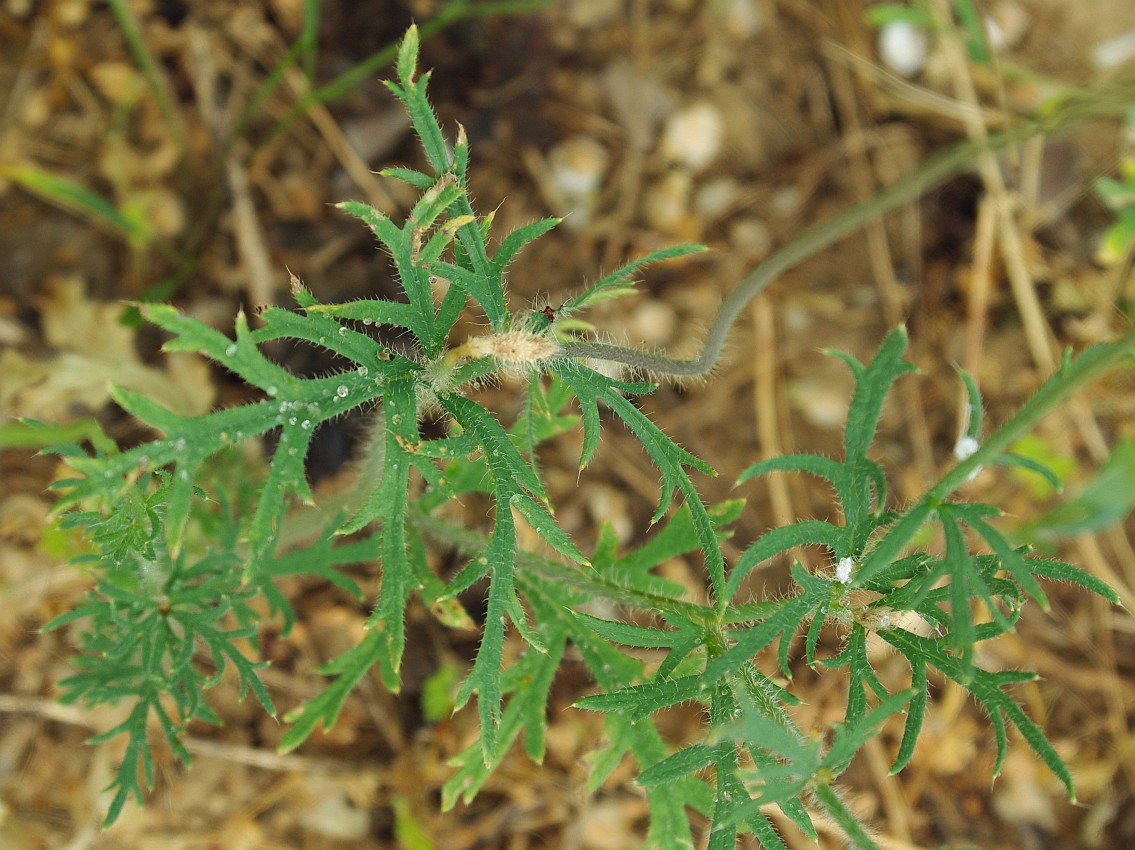 Image of genus Papaver specimen.