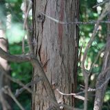 Chamaecyparis obtusa. Средняя часть ствола старого дерева ('Nana Gracilis'). Германия, г. Krefeld, ботанический сад. 16.09.2012.