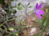 Campanula ramosissima. Верхушка цветущего растения. Israel, Galilee. 10.04.2008.