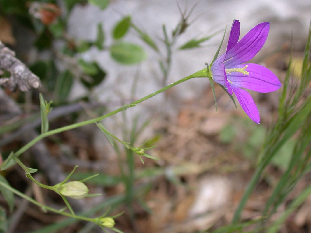 Image of Campanula ramosissima specimen.