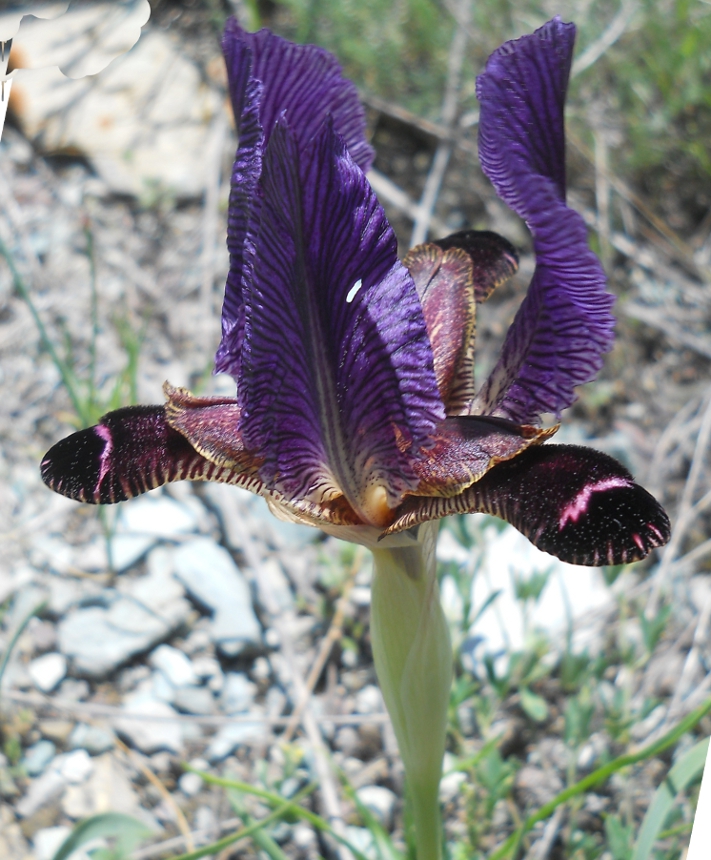 Image of Iris paradoxa specimen.