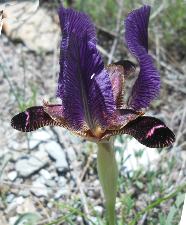 Изображение особи Iris paradoxa.