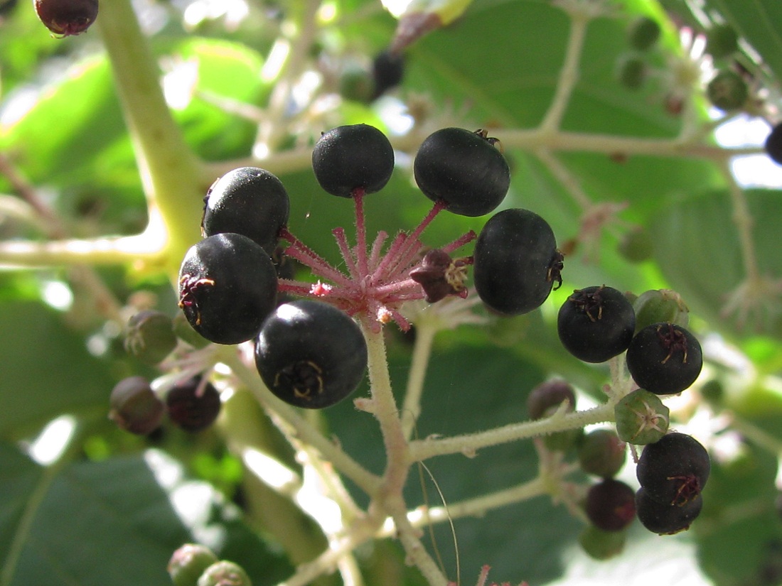 Image of Aralia elata specimen.