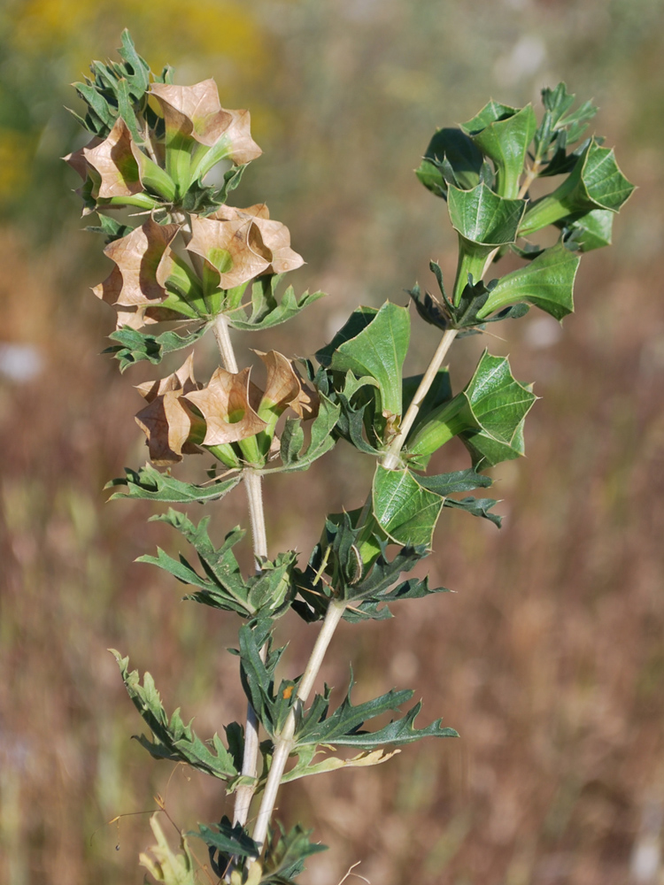 Image of Lagochilus platycalyx specimen.