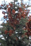 Picea obovata