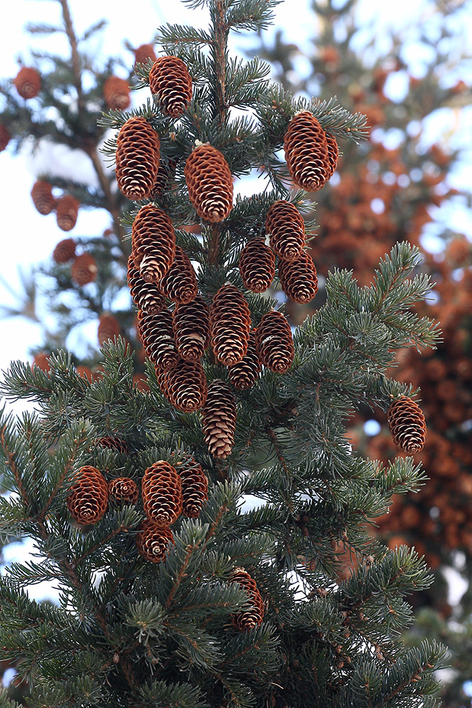 Image of Picea obovata specimen.