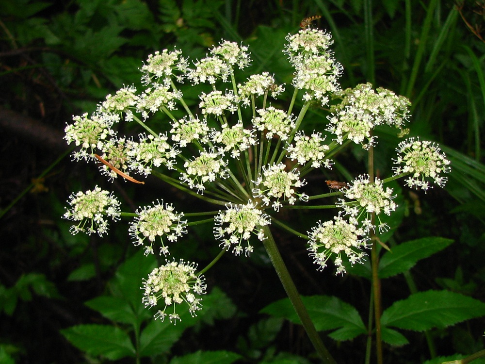 Изображение особи Angelica sylvestris.