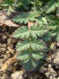 Erodium hoefftianum. Лист. Украина, г. Запорожье, пос. Солнечный, балка, на склоне. 07.03.2013.