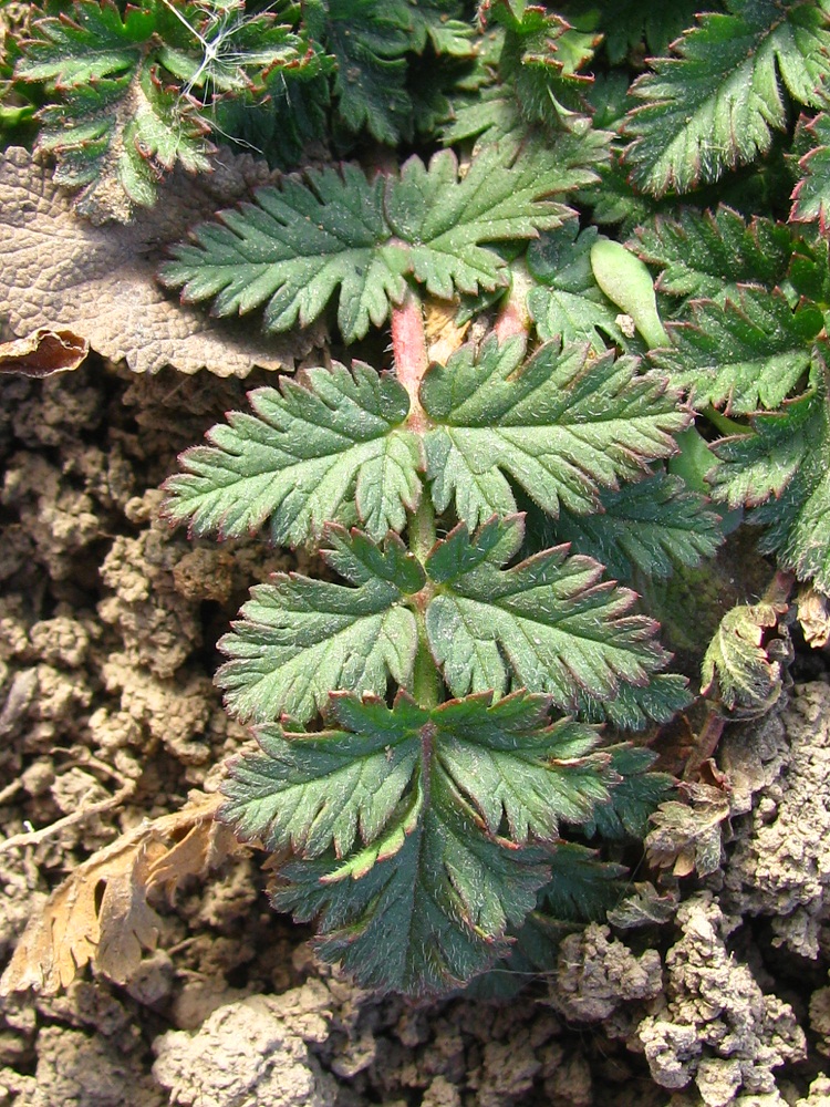 Image of Erodium hoefftianum specimen.