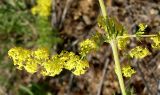 Galium verum. Часть побега и часть соцветия. Ростовская обл., Персиановская степь, Аютинские склоны. 13.06.2012.