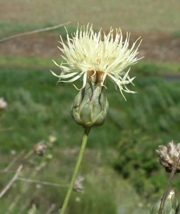 Image of Rhaponticoides ruthenica specimen.