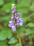 Orchis mascula. Соцветие. Нагорный Карабах, Мартакертский р-н, окр. с. Колатак. 10.05.2013.