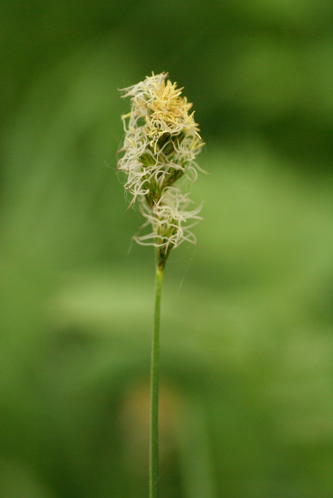 Изображение особи Carex pallida.