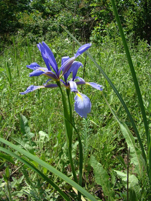 Изображение особи Iris notha.