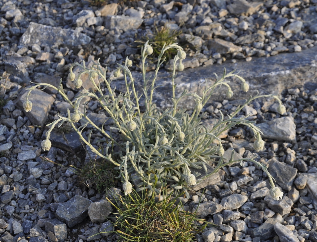 Изображение особи Achillea ageratifolia.