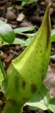 Arum maculatum