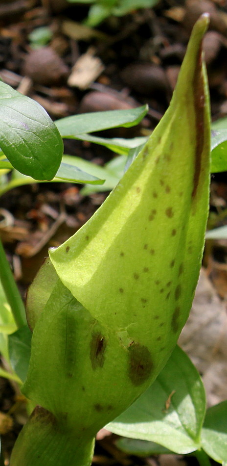 Изображение особи Arum maculatum.