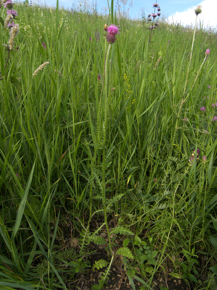 Изображение особи Carduus laciniatus.