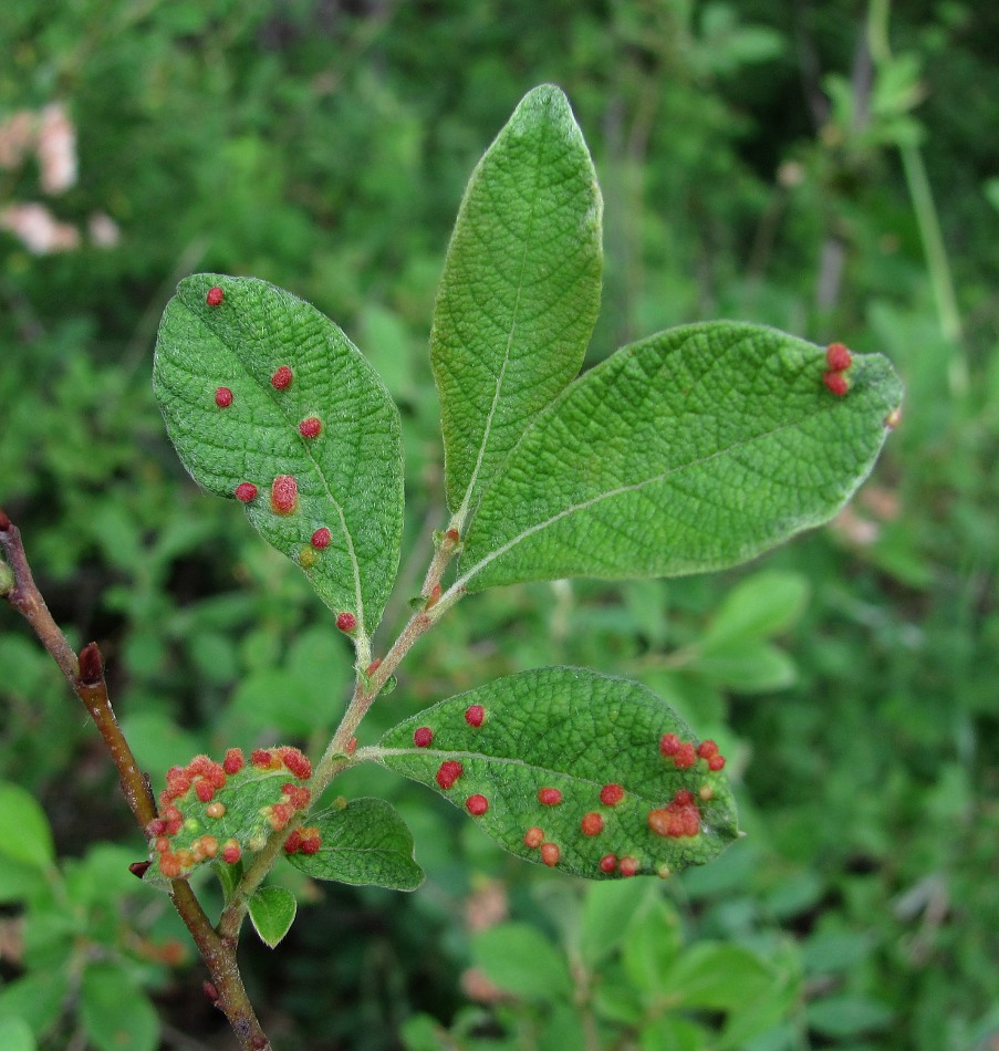 Image of Salix aurita specimen.