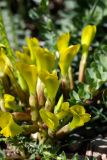 Astragalus macronyx