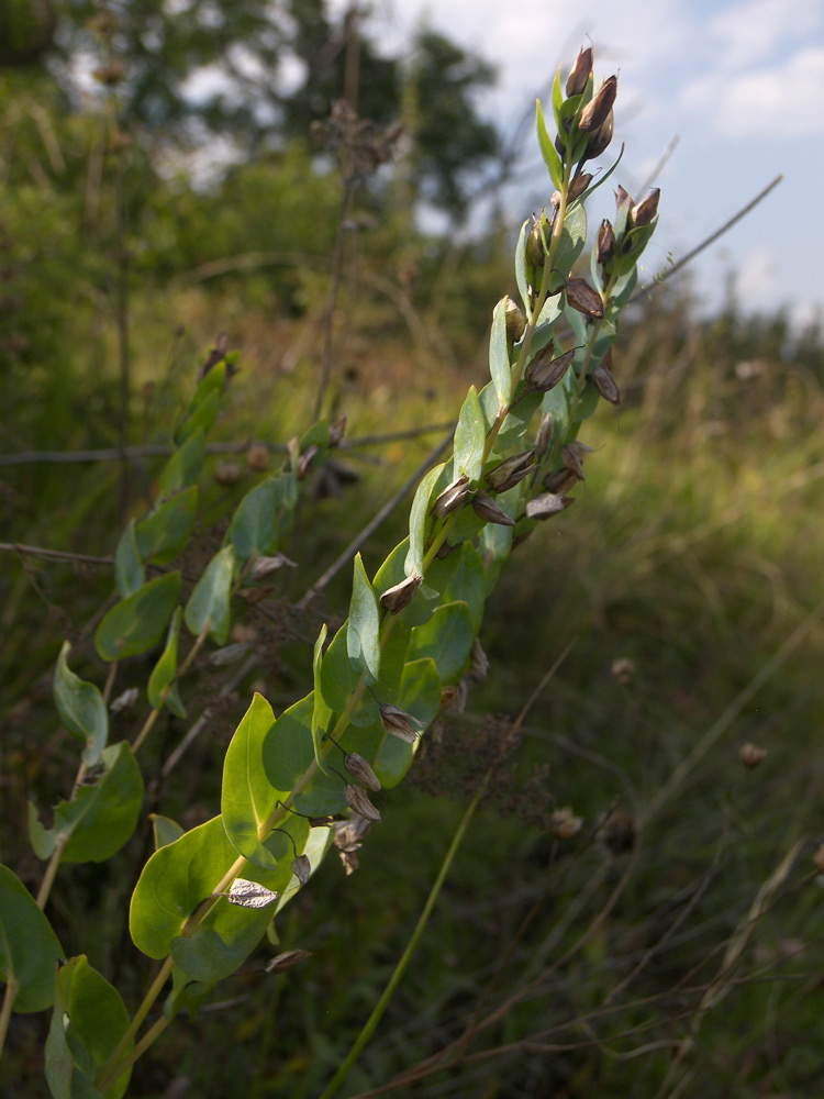 Image of Cerinthe glabra ssp. caucasica specimen.