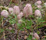 Trifolium arvense. Верхушка цветущего растения. Хабаровский край, Ванинский р-н, бух. Сизиман, заносное на галечном берегу. 10.08.2013.