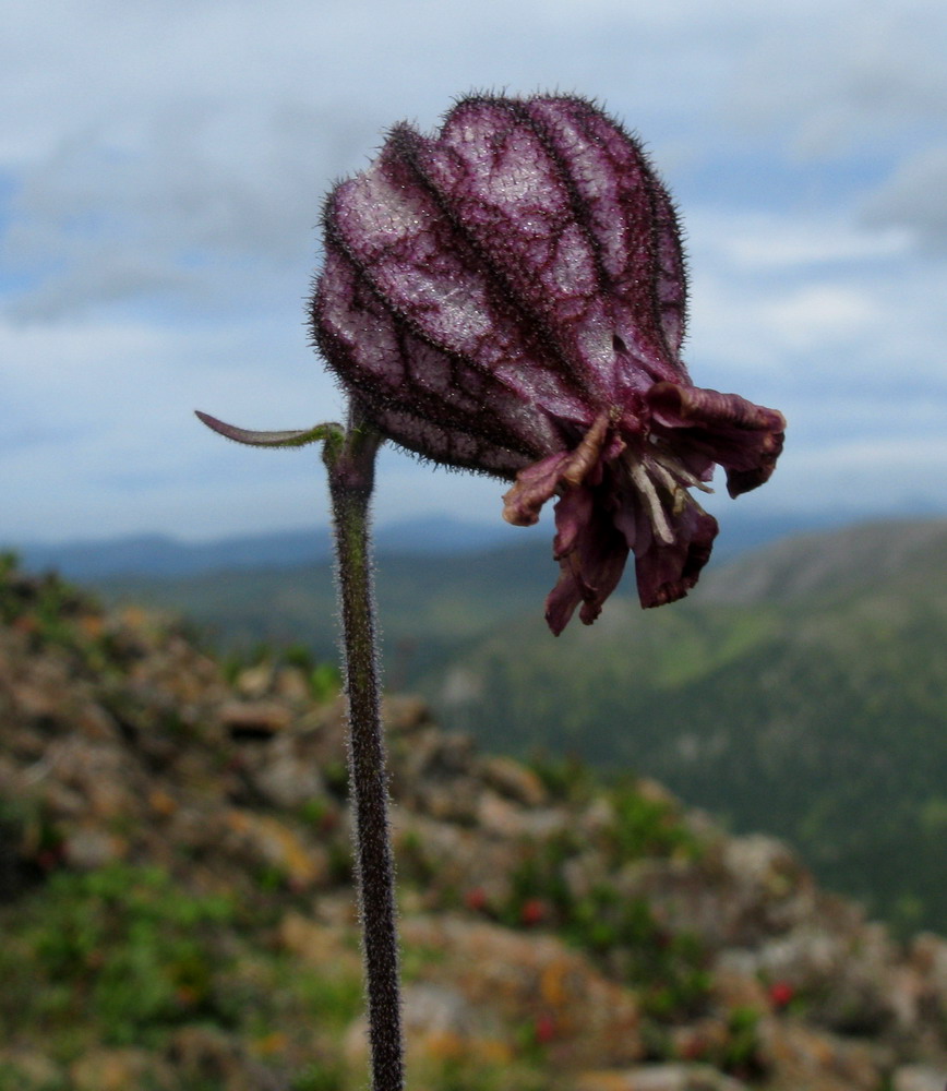 Изображение особи Gastrolychnis tristis.