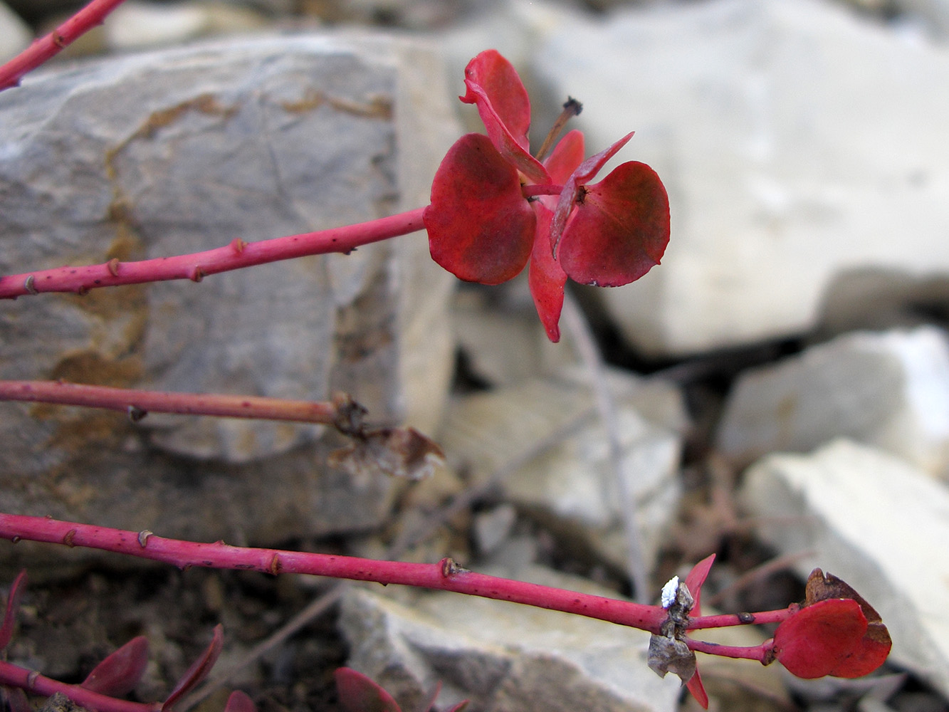 Image of Euphorbia petrophila specimen.