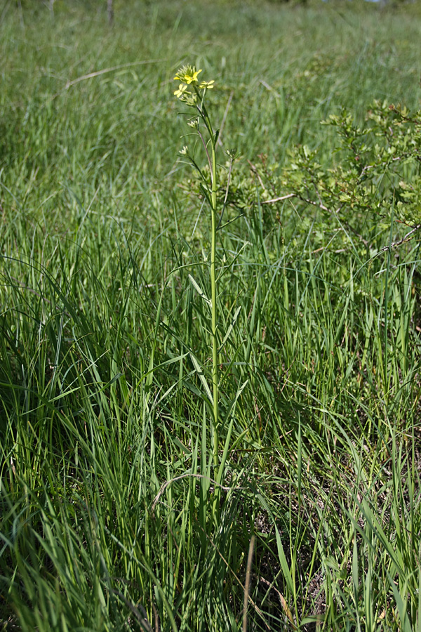 Изображение особи Erysimum canescens.