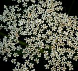 Aegopodium podagraria. Цветки. Московская обл., Раменский р-н, окр. дер. Хрипань, садовый участок. 14.06.2013.