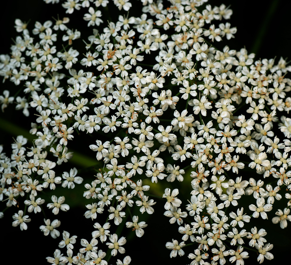 Image of Aegopodium podagraria specimen.